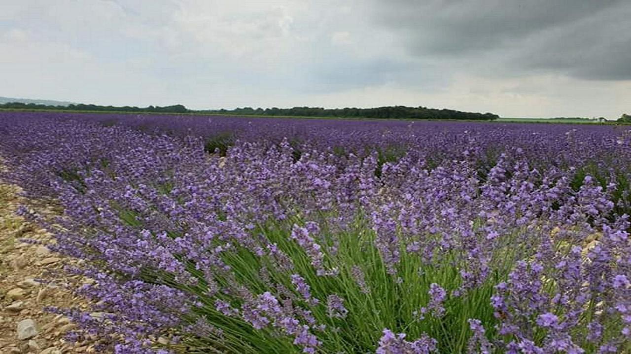 Gite La Joliette Et Le Chesnaie Grillon Exteriér fotografie